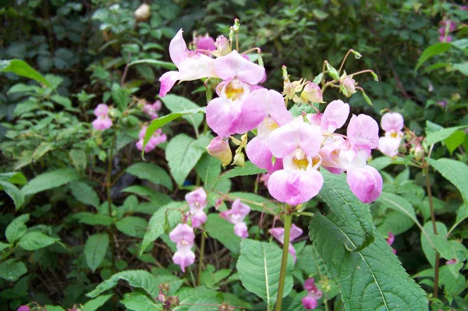 Himalayan balsam 2 - PCA